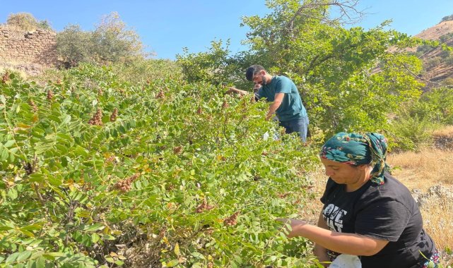 29 Yıl Sonra Hasat İçin Köylerine Döndüler