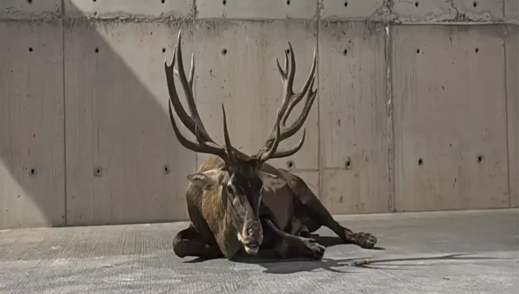 Yaralı Kızılgeyik İzmir’de Tedavi Altında