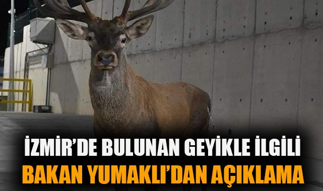 Yaralı Kızılgeyik Fabrikaya Sığındı, Tedavi Edildi