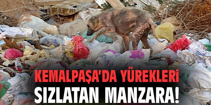 Kemalpaşa’da Kimsesiz Köpekler İsyanı!