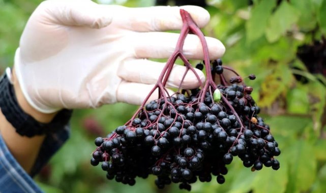 Kara Mürver Meyvesi Kolon Kanserine Karşı Umut!