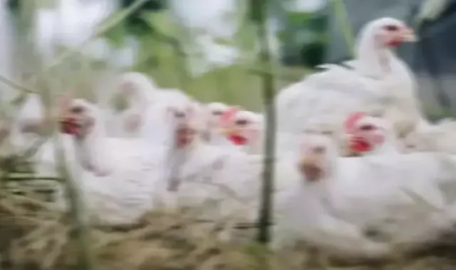 Kuş Gribi Riskine Karşı Önlemler Artıyor!