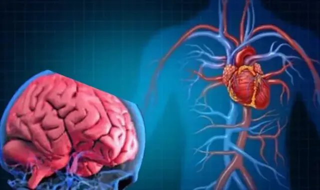 Kalbin Gizemli Sinir Ağı: Yeni Tedavi Umutları!