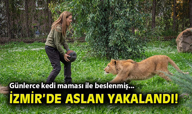 Yavru Aslan İzmir’de Yeni Bir Hayata Başlıyor