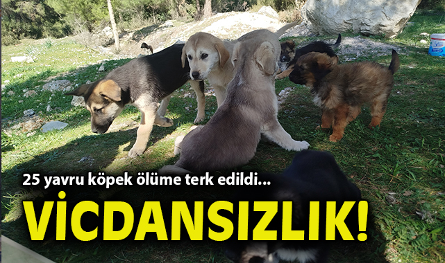 25 Yavru Köpek Ölüme Terk Edildi!