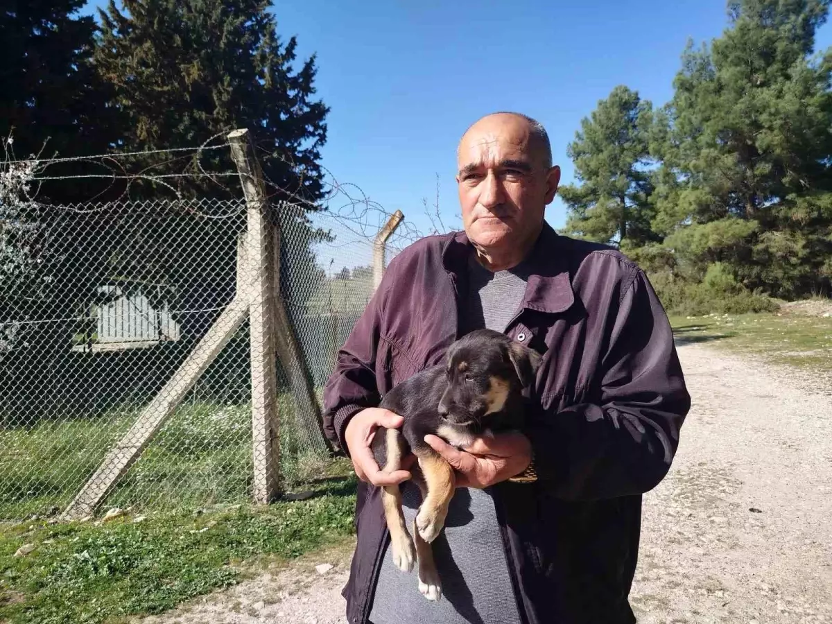 Ölüme Terk Edilen Yavru Köpeklere İsyan!