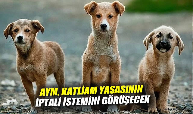 Anayasa Mahkemesi, Sokak Hayvanları Yasasını Görüşecek!