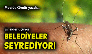 Yaz Sıcağında Sinek İstilasına Son Çağrısı!