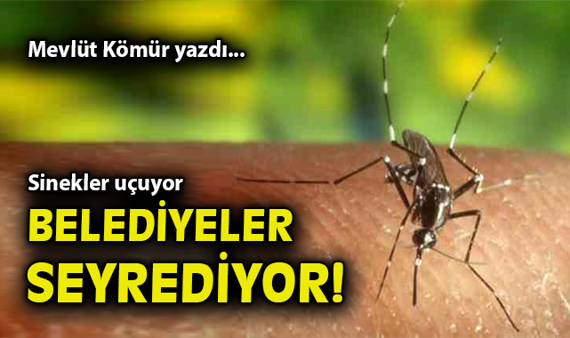 Yaz Sıcağında Sinek İstilasına Son Çağrısı!