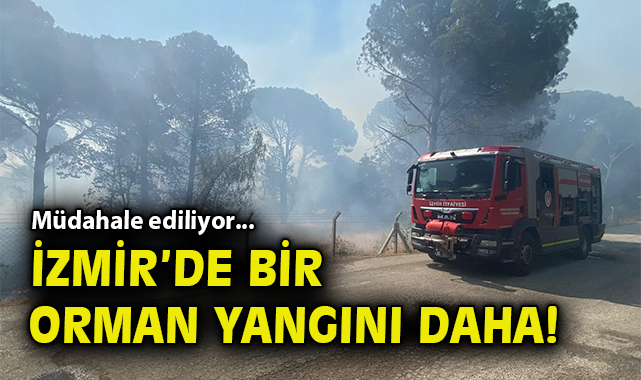 Bergama’da Anız Yangını Korkuttu, Mücadele Sürüyor!