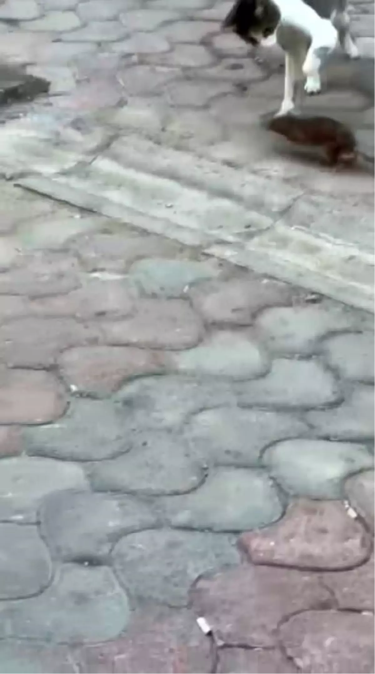 İzmir’de Eğlenceli Fare ve Kedi Kapışması!