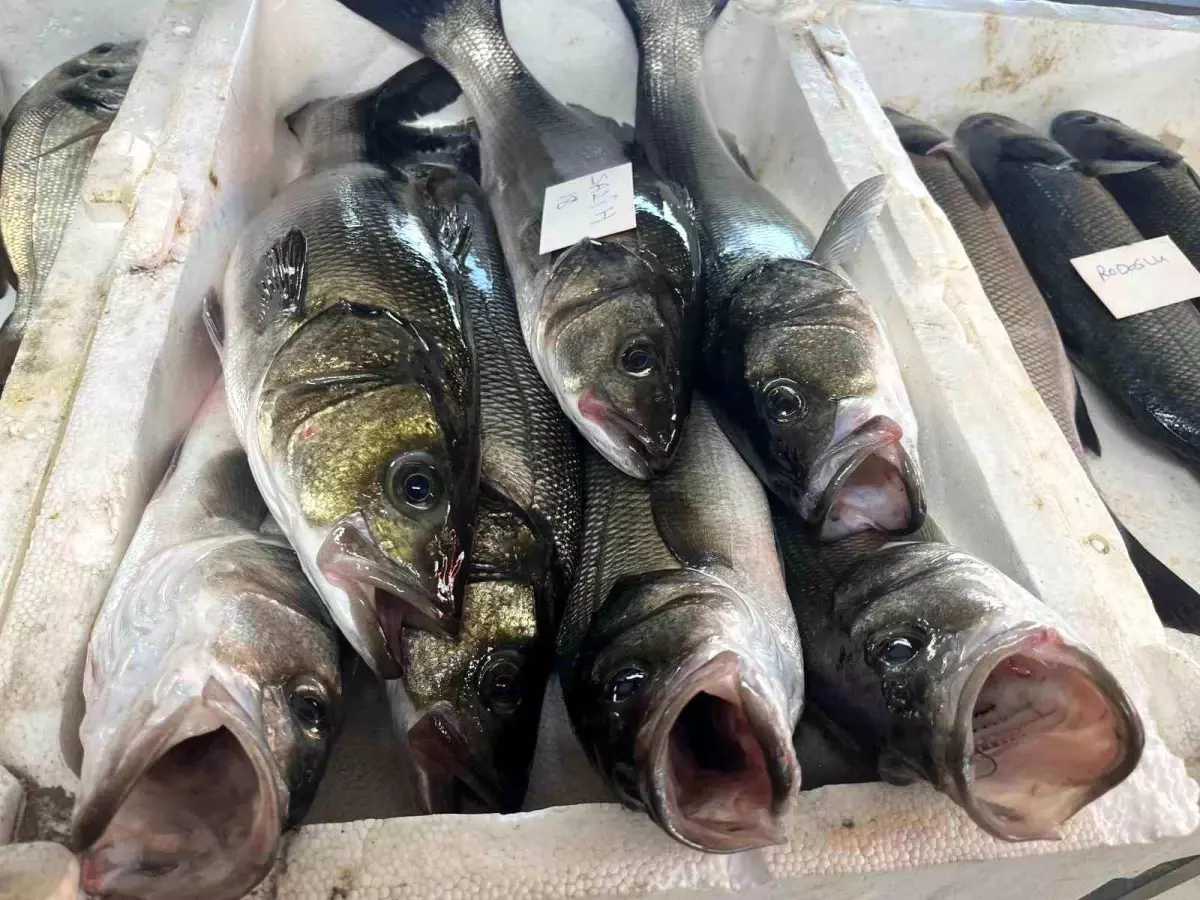 İzmir’de Taze Balık Mezatı Coşkusu Başladı!