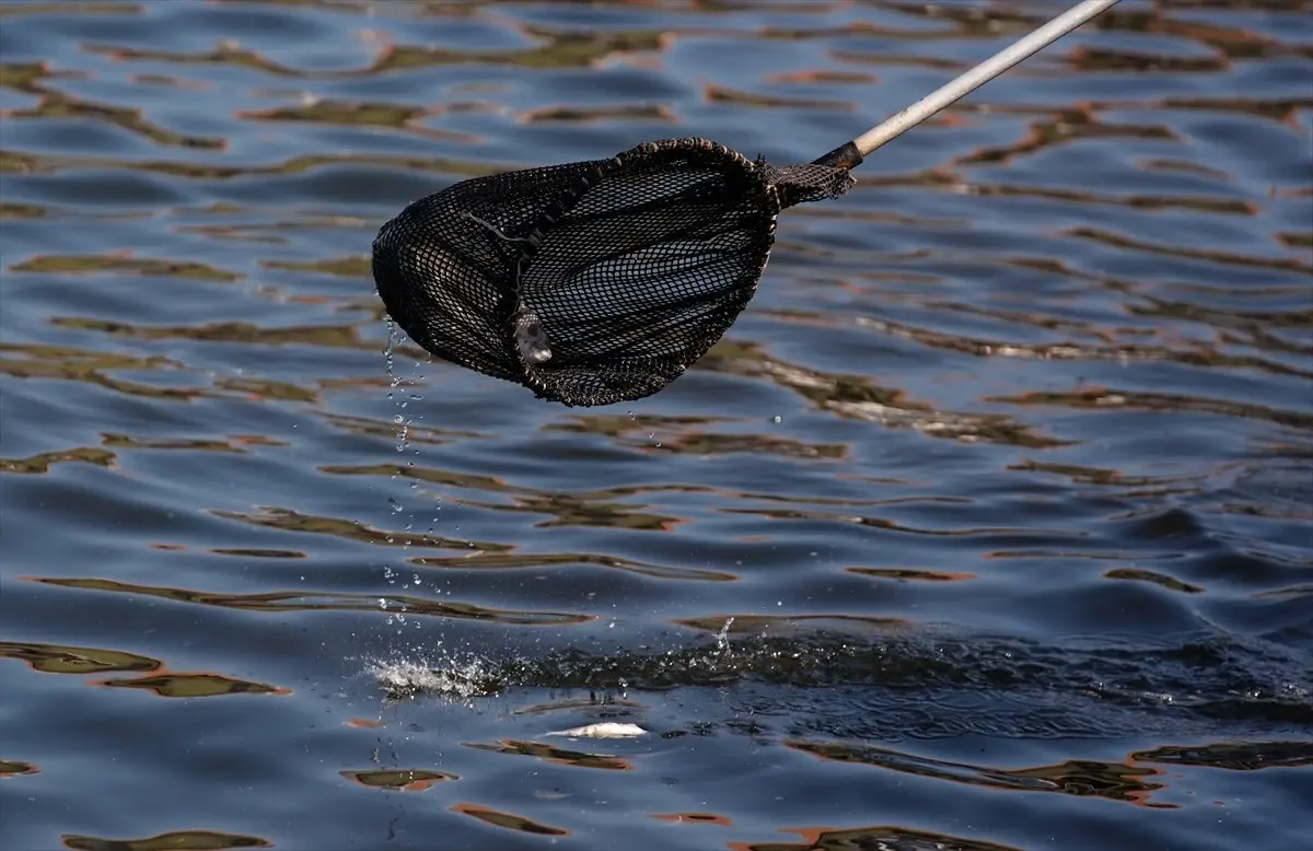 İzmir Körfezi’nde Balık Ölümleri Devam Ediyor!
