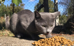 İş İnsanı Hızır Haşim Kaya’dan Sokak Hayvanlarına Mama ve Destek