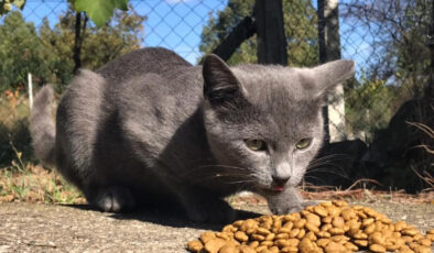 İş İnsanı Hızır Haşim Kaya’dan Sokak Hayvanlarına Mama ve Destek