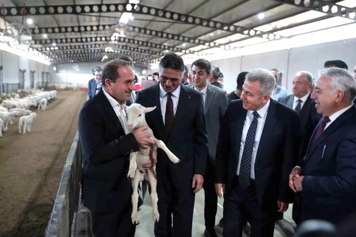 Aliağa’da Damızlık Koyun Dağıtımıyla Tarım Yükseliyor