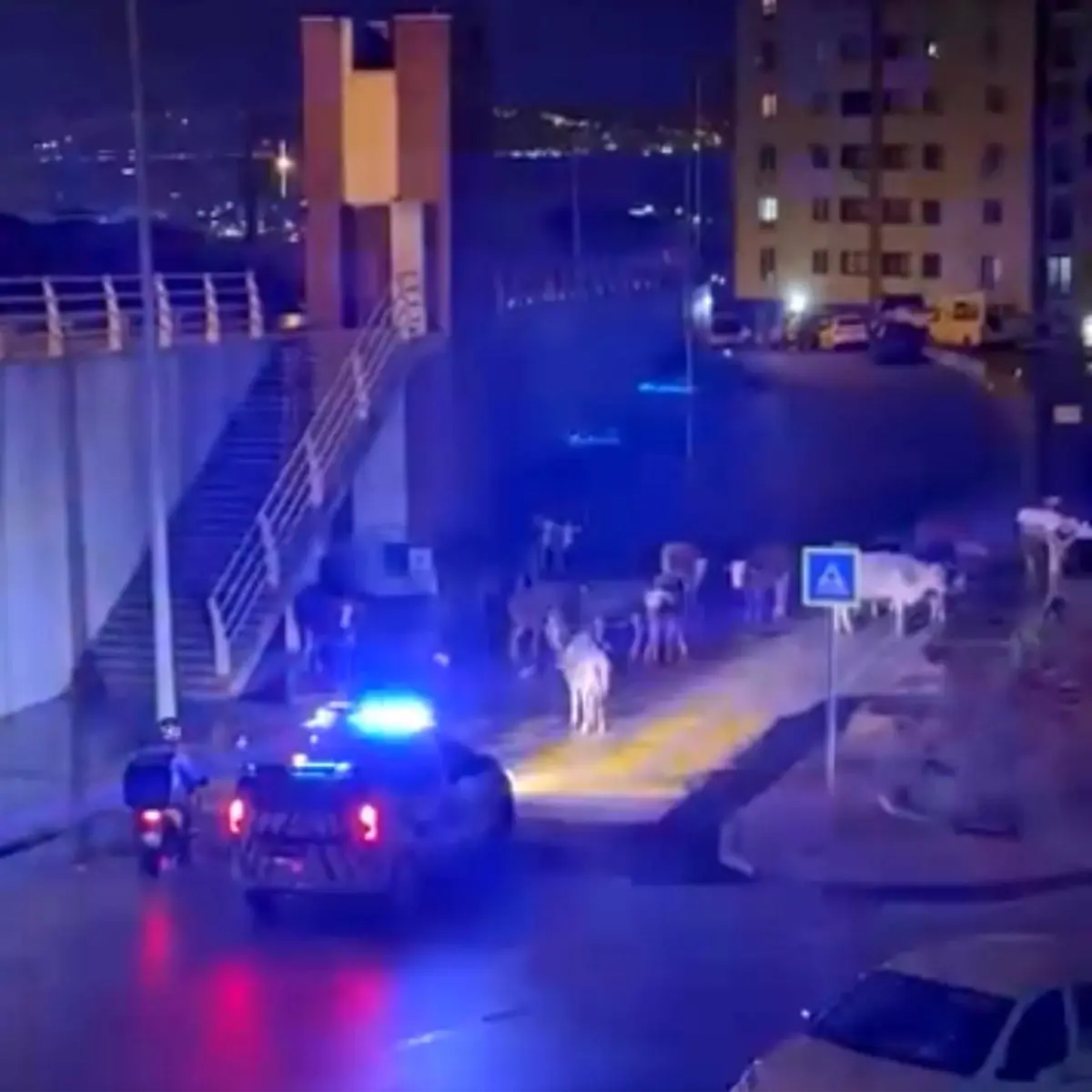 İnekleri Uzaklaştıran Polisi Güldüren Anons!