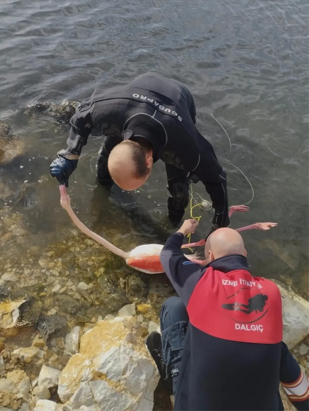 Flamingonun Kurtuluşu: İtfaiye Ekipleri Seferber Oldu!