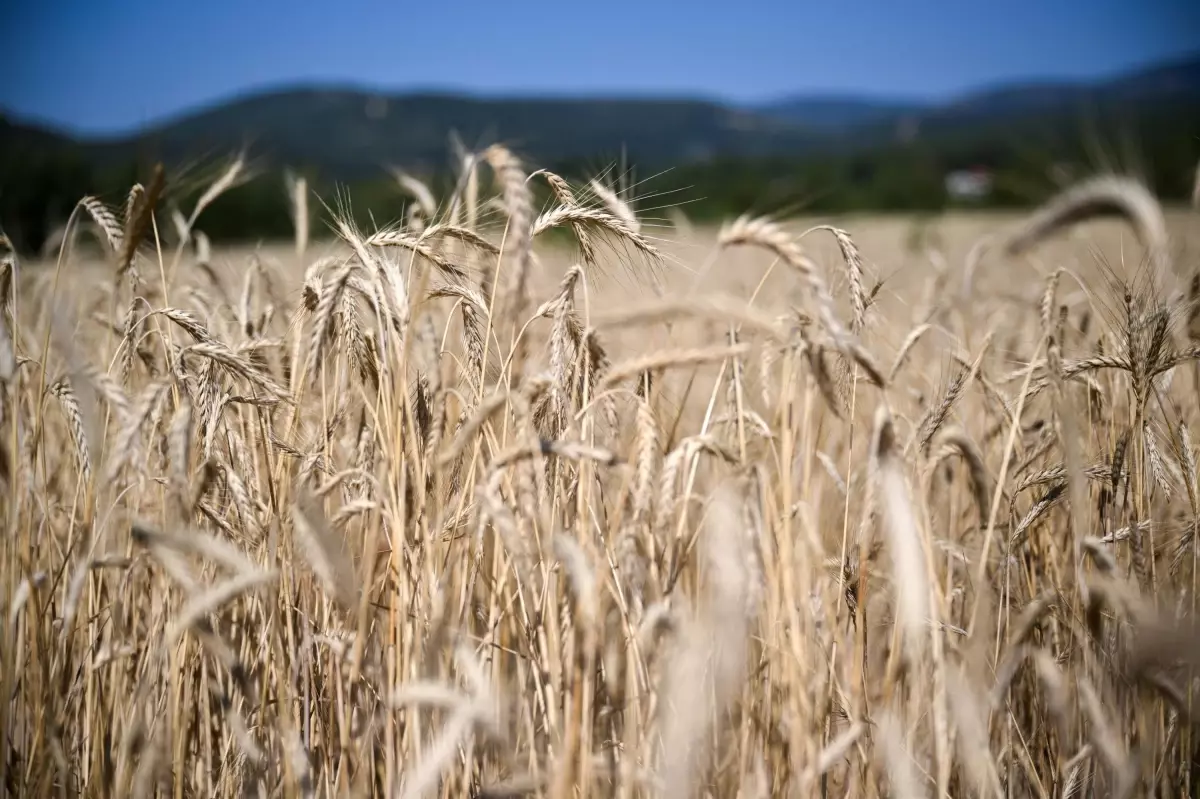 Torbalı’da Yağmur Üreticilerin Yüzünü Güldürdü!