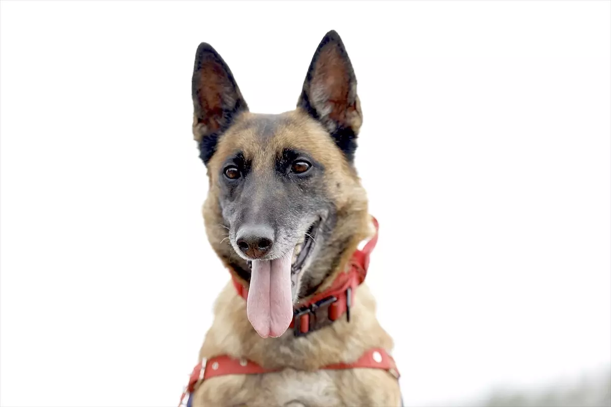 Sima: Afetlerde Hayat Kurtaran Kahraman Köpek