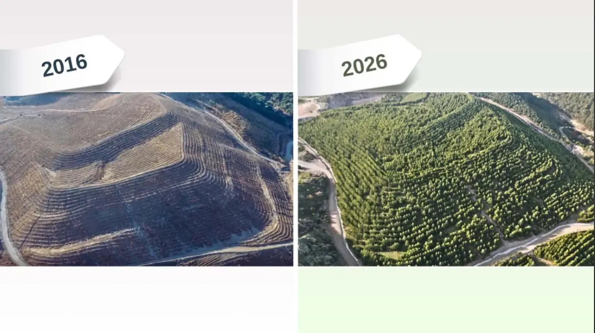 Dikili’de Eski Maden Sahası Yeniden Yeşerdi!