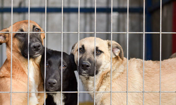 Hızır Haşim Kaya’dan Hayvan Barınaklarına Destek