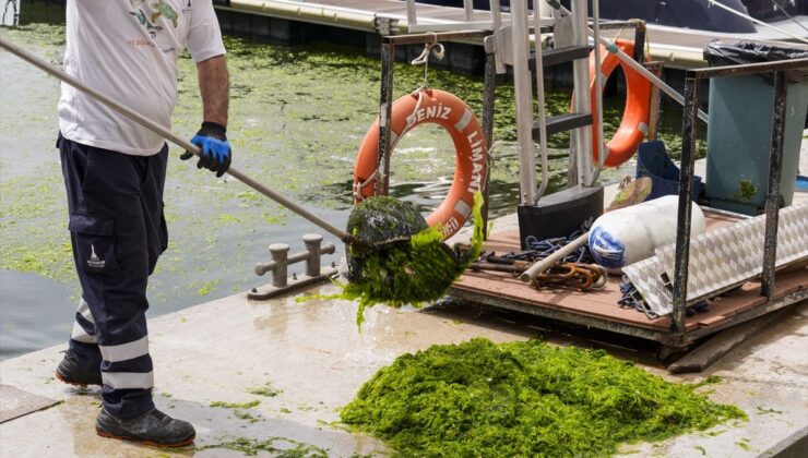 İzmir’de Denizi Yosunlar Sardı: 20 Ton Toplandı!