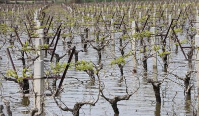 İzmir’de Sel Felaketi: Tarım Arazileri Zarar Gördü