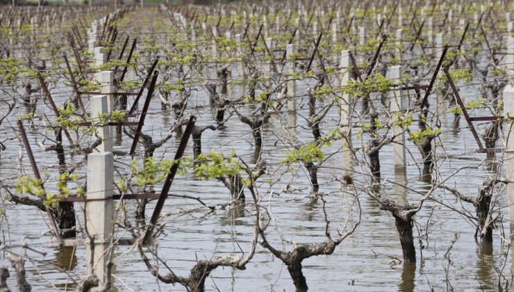 İzmir’de Sel Felaketi: Tarım Arazileri Zarar Gördü